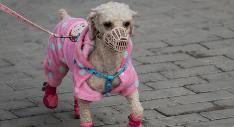 It's a dog's life in Cyprus where man's best friend can be taken out for walks each day while the movement of children are more restricted amid the coronavirus pandemic