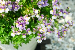 To nowa królowa polskich balkonów. Ten kwiat zdetronizuje pelargonie?