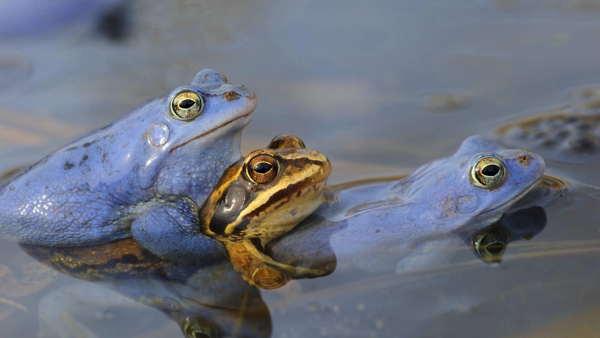 Moorfrosch, Moor-Frosch, Rana arvalis, moor frog