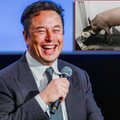 Musk chce wszczepiać implanty do mózgów. Najpierw musi się wytłumaczyć z testów na zwierzętach