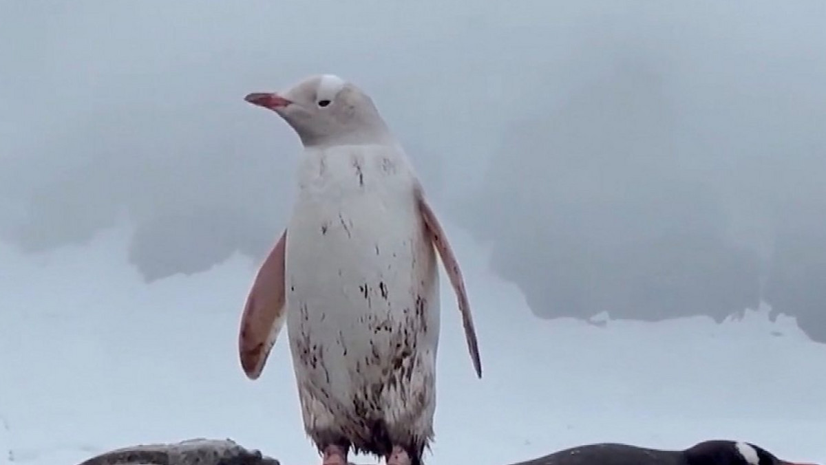 Biały pingwin sfilmowany na Antarktydzie