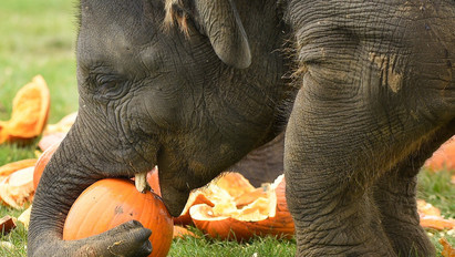 Tündéri: Így készülődnek a Halloweenre az állatkerti elefántok - galéria