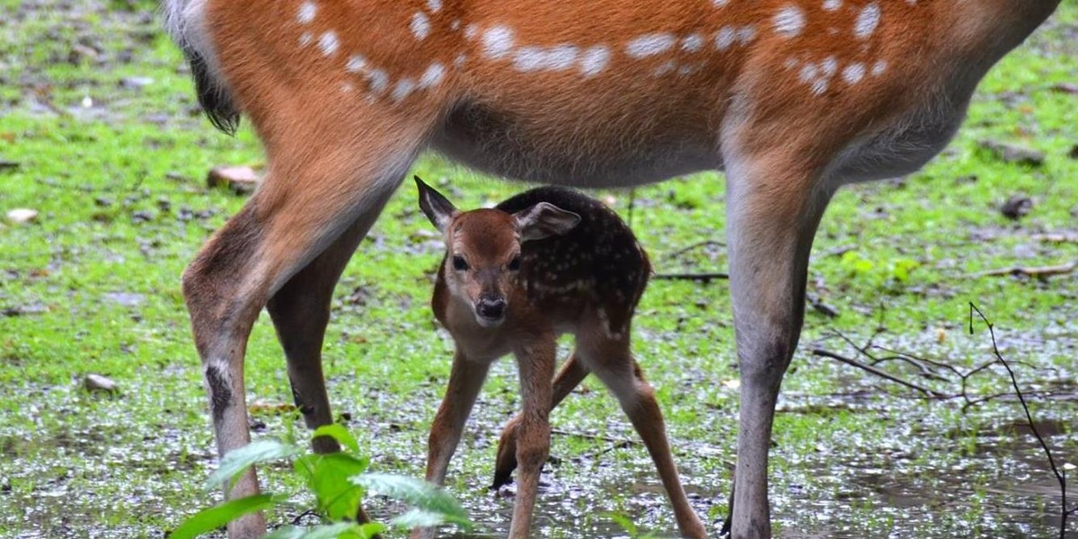 Narodziny siki wietnamskiej w Nowym Zoo