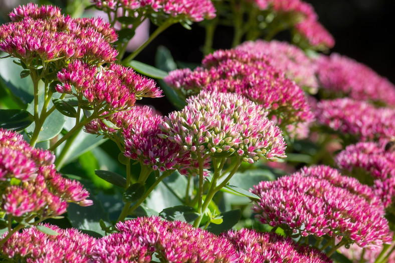 Rozchodnik (Sedum L.)