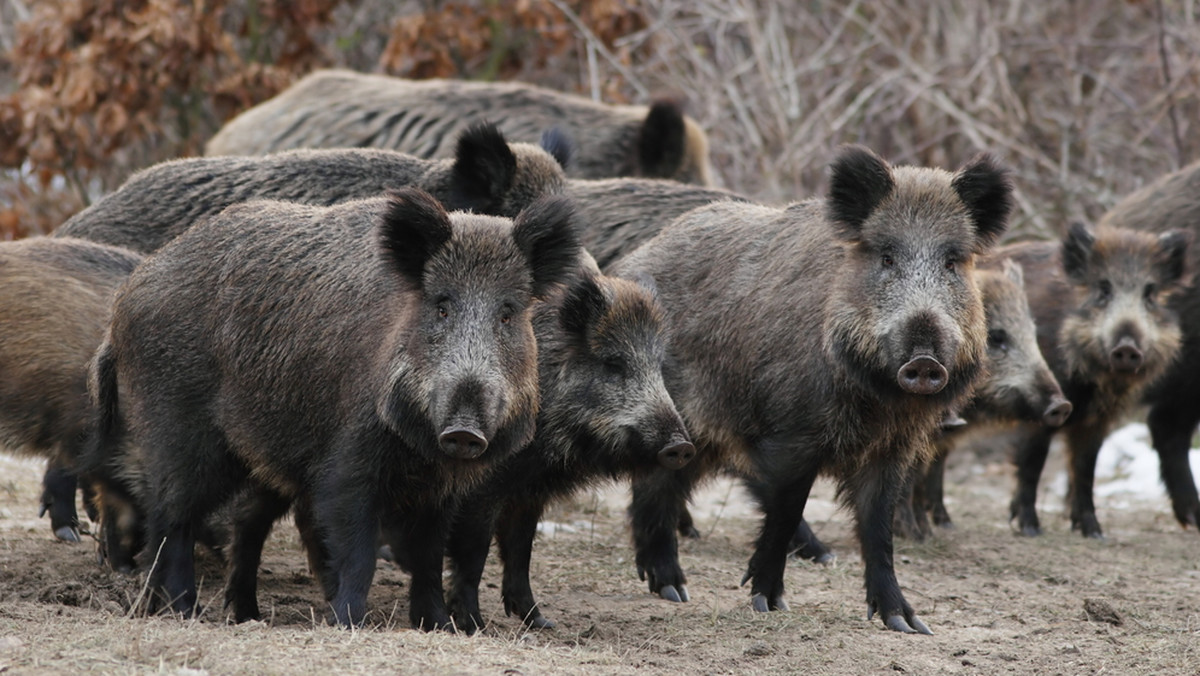 ASF nie odpuszcza. Zwierzęta zarażone afrykańskim pomorem świń znajdowane są już w powiecie warszawskim. Na Lubelszczyźnie to także duży problem.