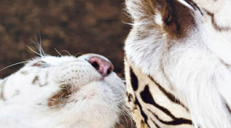 Fehér tigrisek jöttek a nyíregyházi állatkertbe