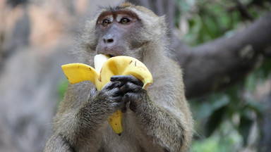 Owoce w pobliżu bananów szybciej się psują. Jak powinniśmy je przechowywać?