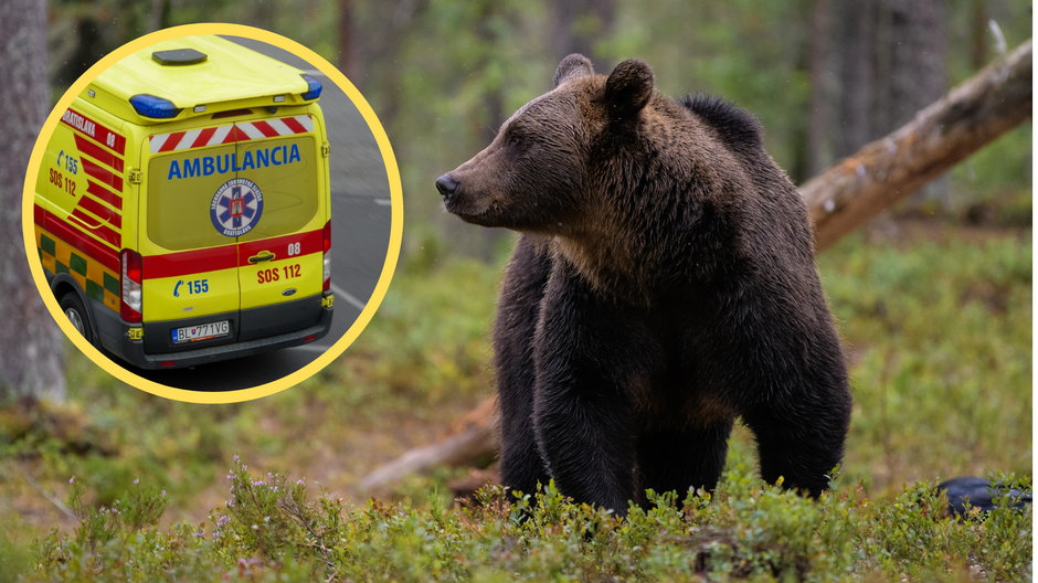 Na Słowacji niedźwiedź zaatakował turystów (zdj. ilustracyjne)
