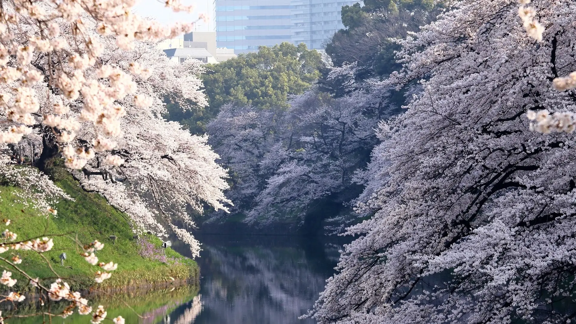 Wiśnie zakwitły w Japonii o dwie pory roku za wcześnie. Nie ma się z czego cieszyć