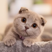 Piromániás macska okozott lakástüzet Pécsett