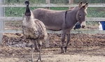 Wielka miłość w azylu dla uratowanych zwierząt. Emu i osioł są nierozłączni!