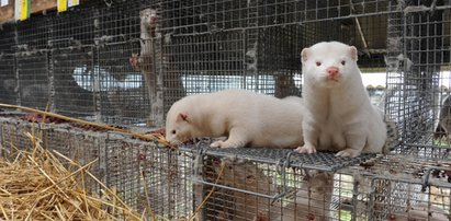 Koronawirus na fermie norek. Hodowcy grzmią po decyzji rządu