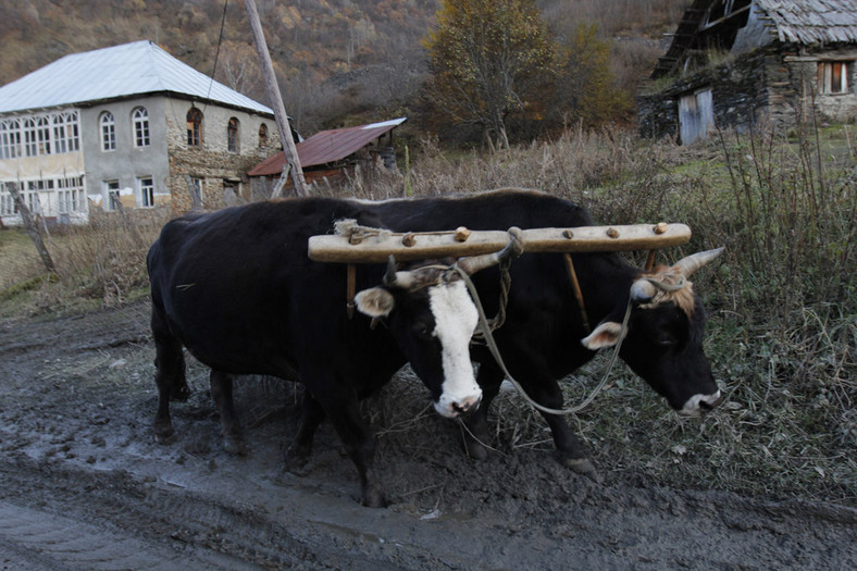 Auto Świat 4x4 Expedition: toast za Gruzję