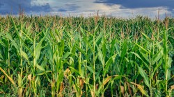 Gaz wywindował ceny nawozów. Rolnicy nie rozumieją, co się dzieje