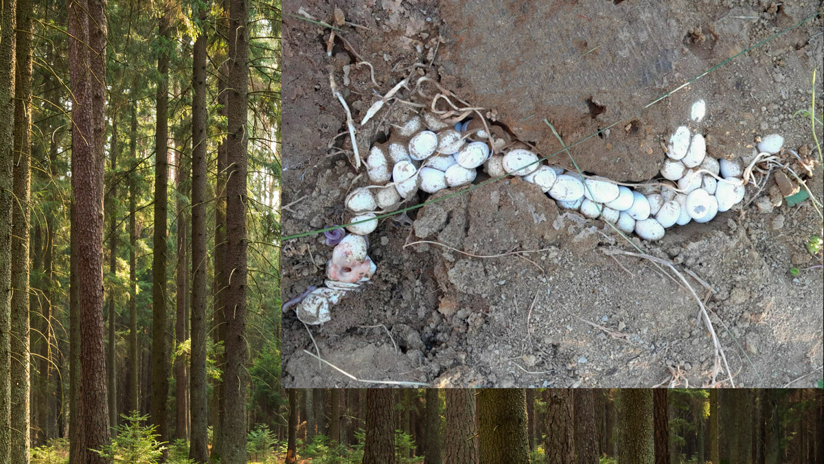 Lasy Państwowe pokazały zdjęcia 50 jajeczek. "Właśnie nadszedł czas narodzin"