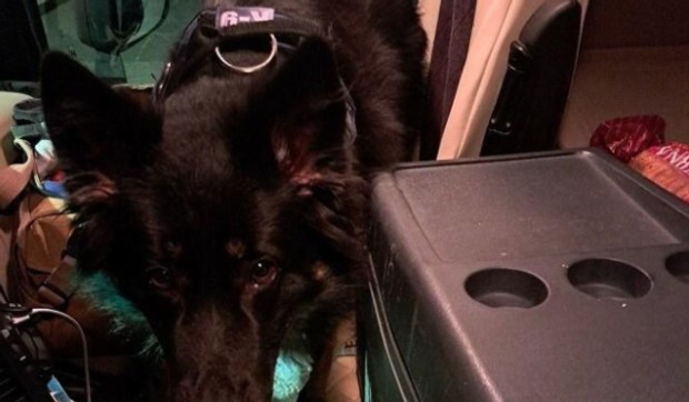 Pas pronašao kutiju sa novcem