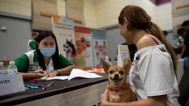 obowiązkowe czipowanie psów i kotów w całej polsce. rząd przyjął projekt ustawy o krajowym rejestrze oznakowanych psów i kotów kropik nowy obowiązek dla właścicieli psów i kotów ile kosztuje czipowanie arimr gov 2026