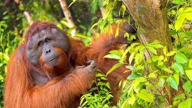 Pierwszy taki przypadek. Orangutan sam leczył ranę ziołowym lekarstwem
