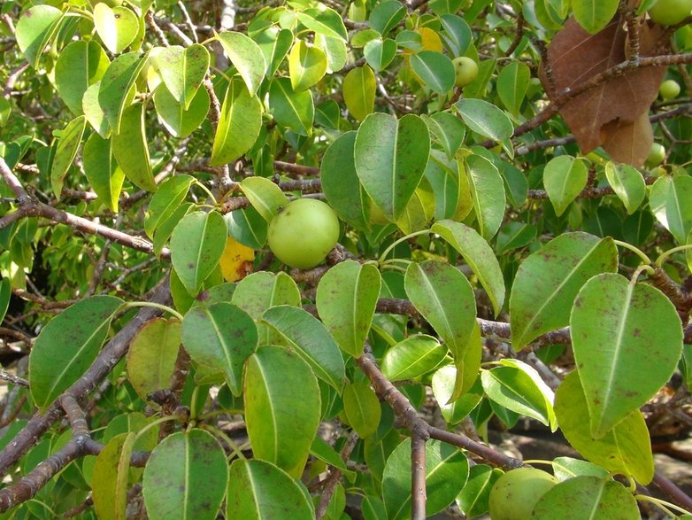 Owoce manchineel. Fot. Twitter