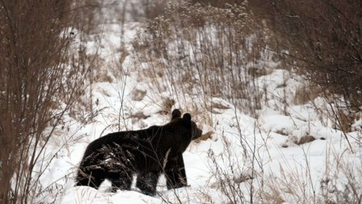 Tropy niedźwiedzi zauważyli leśnicy w kilku miejscach w Bieszczadach, m.in. w nadleśnictwach Lutowiska, Stuposiany i Ustrzyki Dolne - poinformował w środę rzecznik Regionalnej Dyrekcji Lasów Państwowych w Krośnie Edward Marszałek.