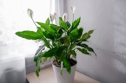 Dlaczego skrzydłokwiat nie kwitnie? Zrób to, a roślina obsypie się kwiatami