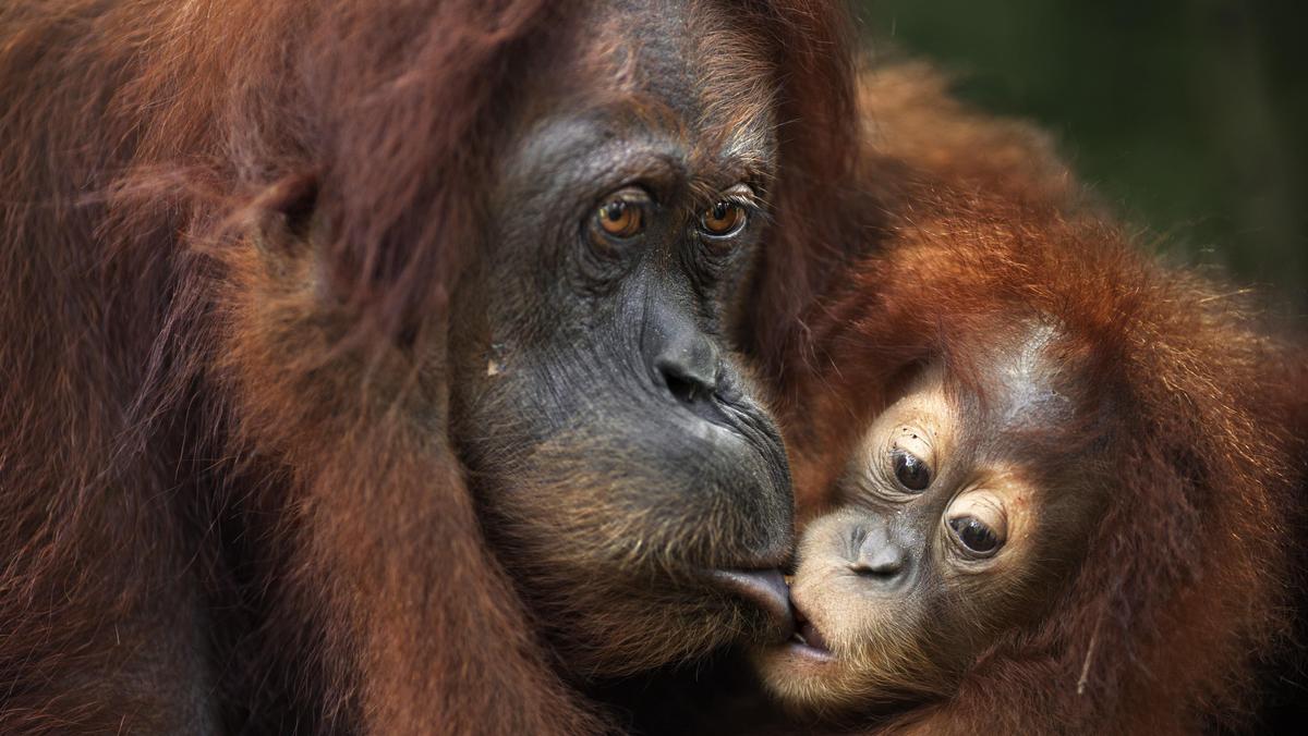 Sumatran orangutan (Pongo abelii) female baby 'Sandri' aged 1-2 years taking food from her mother 'S