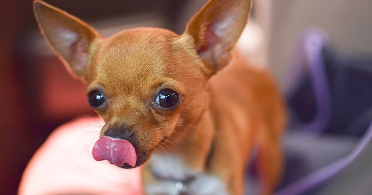 To był klasyczny nagłówek, który miał zwrócić Twoją uwagę, czyli clickbait. A tak naprawdę - dogbait, bo stworzony, by pomóc potrzebującym zwierzętom.