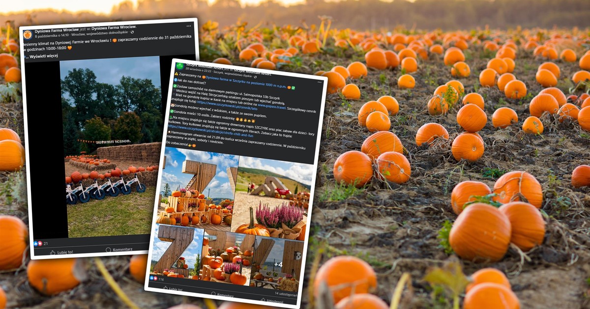 Uwielbiasz klimat Halloween? Na tych farmach dyniowych w Polsce będziesz się bawić przednio