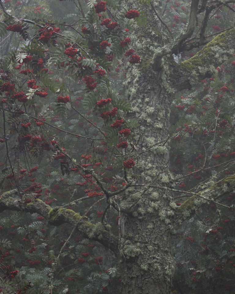 Robert Oliver "Bowdown Berries - Newbury" (Berkshire, Anglia)