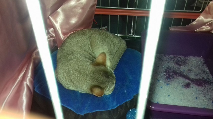 Najmanja mačka rase singapura nije bila raspoložena za fotografisanje