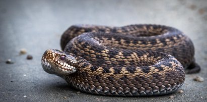 Dramat na Dolnym Śląsku. 4-latka ukąszona przez żmiję