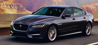 Bąk: Smutna bajka o jaguarze