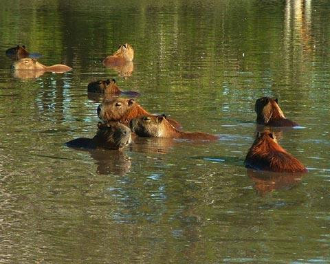 Galeria Argentyna - Delta rzek Parany i Urugwaju, fauna, obrazek 17