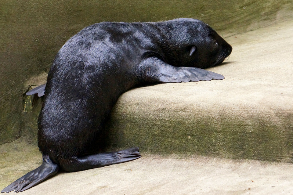 Oto najmłodszy mieszkaniec Afrykarium