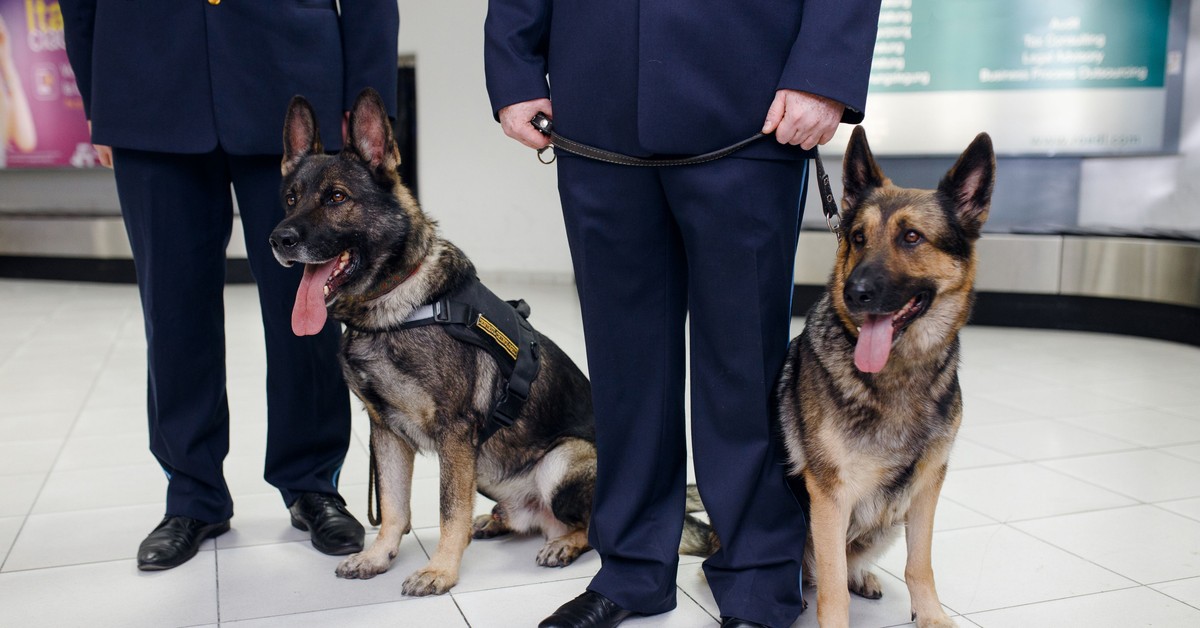 Warszawa: „Nic do zgłoszenia”? KAS zatrzymała 40 kg marihuany wartej 1,9 mln zł na Lotnisku Chopina [WIDEO]