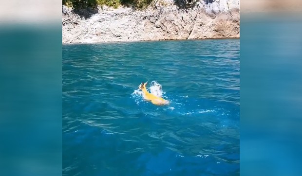 Reka Piva i srna 
