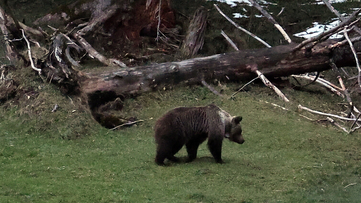 Spacer niedźwiedzi po zakopiańskiej polanie. W sieci pojawiło się nagranie