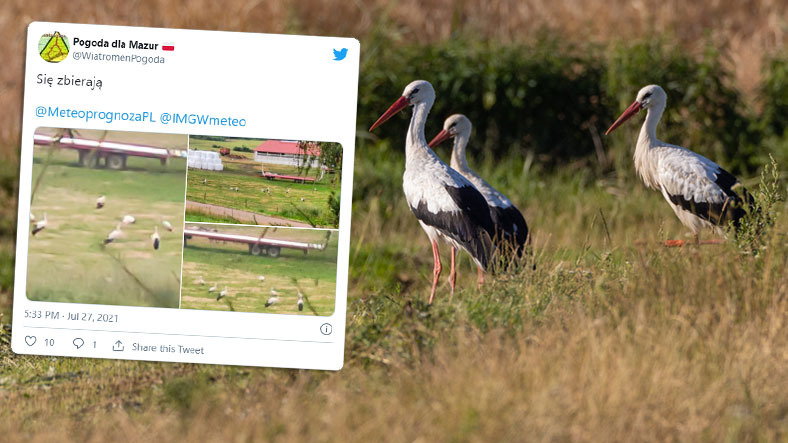 Bociany powoli zaczynają zbierać się na sejmiki