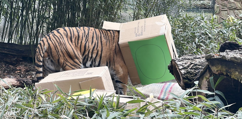 Urodziny tygrysa we wrocławskim zoo. Tengah sam rozpakował prezent! [WIDEO]