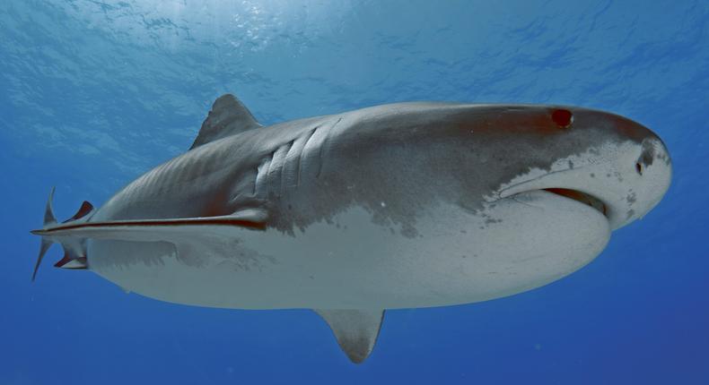 A tiger shark.Andre Seale/VW PICS/Universal Images Group via Getty Images
