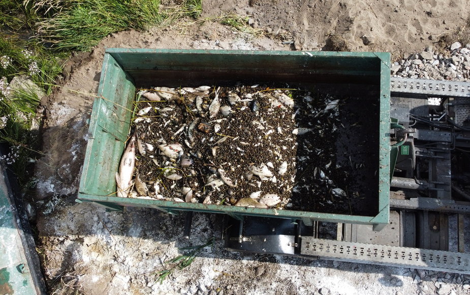 Akcja usuwania martwych ryb z Odry