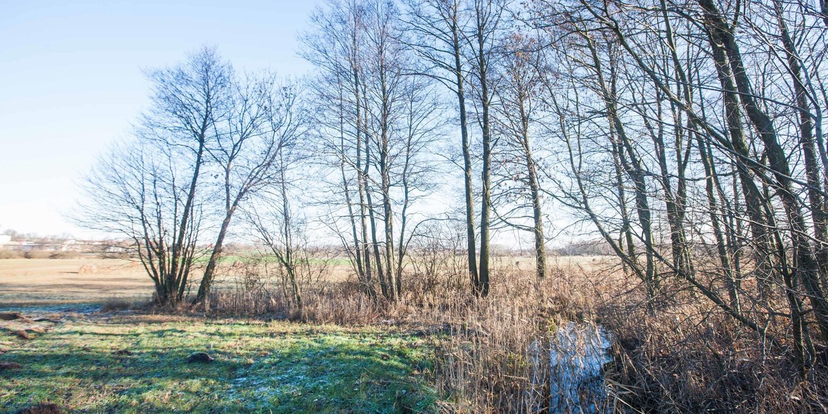 Szedł do dziewczyny, o mały włos nie utonął w bagnie