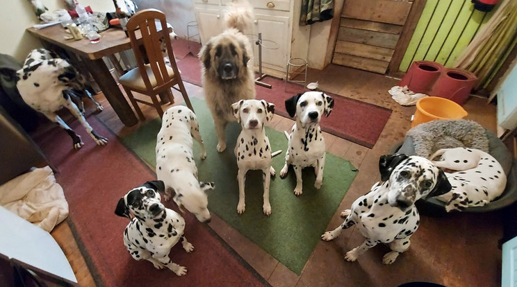 Dalmata Mentőközpont.Az Egyesült Királyság egyetlen dalmata  mentőközpont tulajdonosai attól tartanak , hogy kénytelenek lesznek bezárni – hacsak nem találnak új otthont. Sue Bell  és társa, Dave Haywood vezeti a mentőközpontot, ahol 31 kutyával élnek. A kutyusok a lakásban és átalakított istállóban élnek. Több mint 400 dalmatának segítettek 2016-os megnyitásuk óta./Fotó: Northfoto