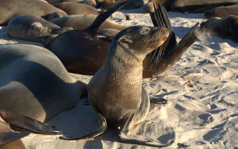 Wyspa Galapagos