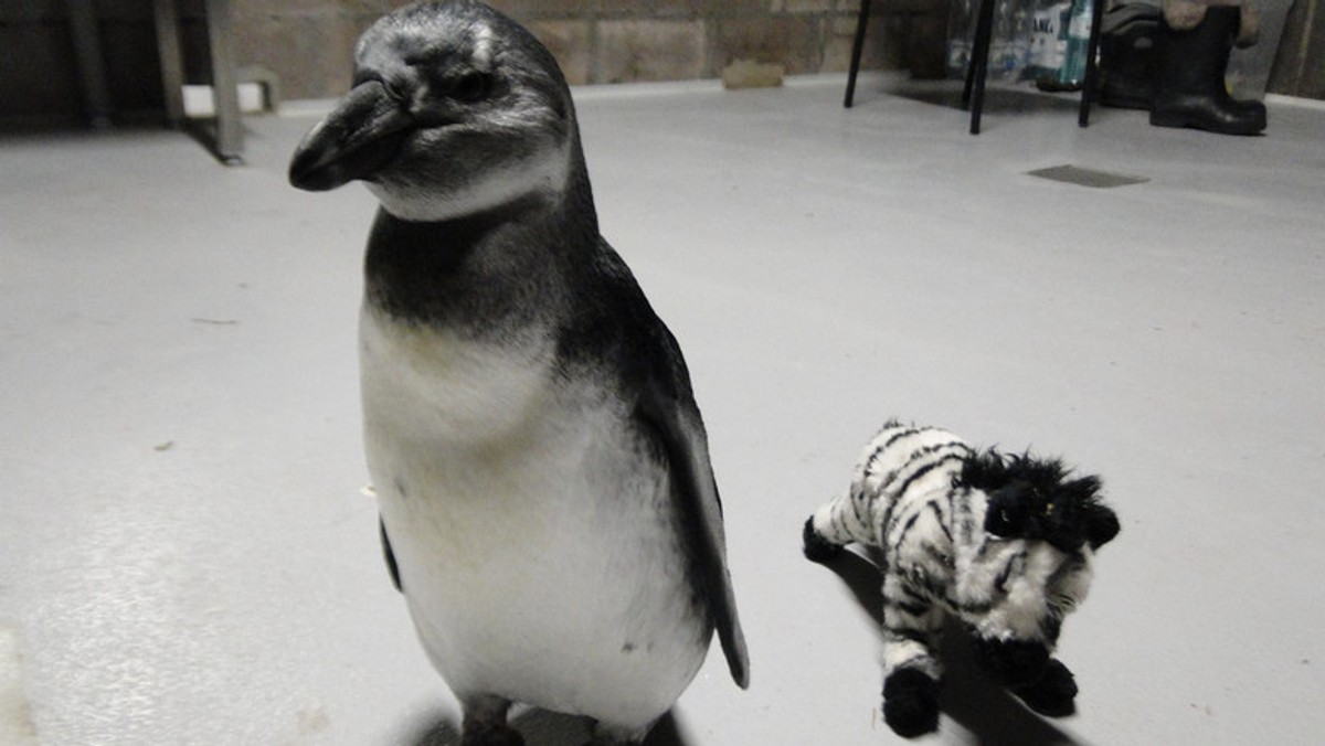 Janush i cztery inne pingwiny z wrocławskiego zoo zostały zabite przez jenota