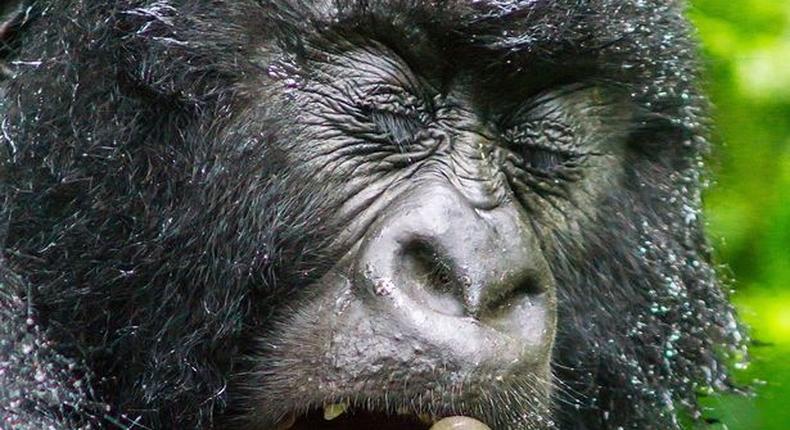 See disgusting picture of a gorilla eating dirt he found inside his nose 