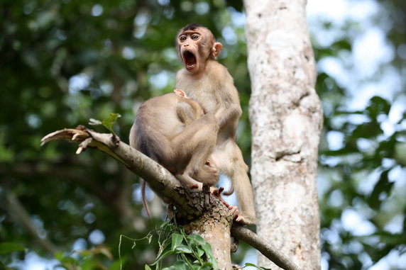 Megan Lorenz "Monkey Business" (Małpi biznes)