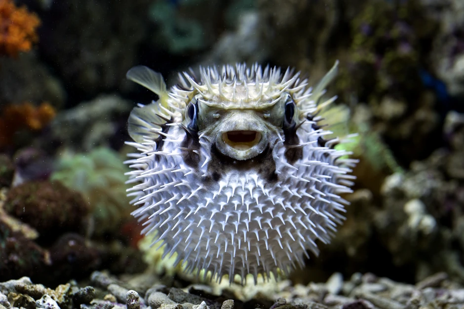 Fugu riba