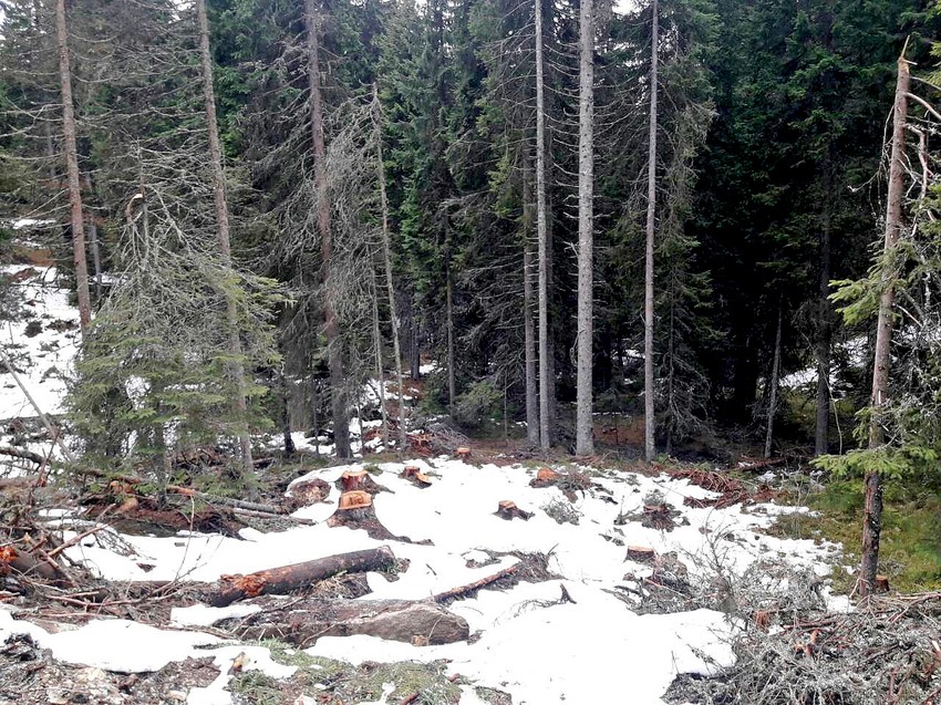 Posečena šuma na Kopaonika