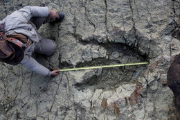 Naukowcy odnaleźli największy na świecie ślad dinozaura